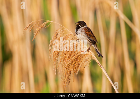 Bruant des roseaux (Emberiza schoeniclus), siégeant à reed, Allemagne, Rhénanie-Palatinat Banque D'Images