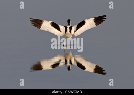 Avocette élégante (Recurvirostra avosetta), debout dans l'eau peu profonde qui s'étend les ailes, Espagne, Baléares, Majorque Banque D'Images