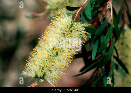 Weeping bottlebrush rouge, bottlebush (Callistemon pallidus), inflorescence Banque D'Images