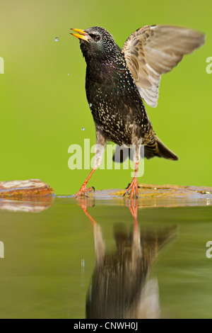 Étourneau sansonnet (Sturnus vulgaris), debout sur le bord de l'eau les ailes battantes, Allemagne, Rhénanie-Palatinat Banque D'Images