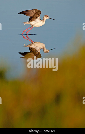 Black-winged Stilt (Himantopus himantopus), debout dans l'eau peu profonde les ailes battantes, Espagne, Baléares, Majorque Banque D'Images