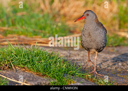 Rampe d'eau (Rallus aquaticus), randonnée pédestre Banque D'Images