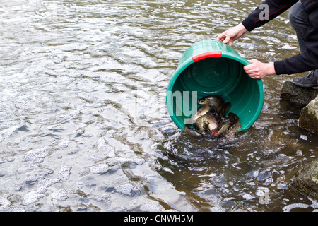 La truite brune, la truite de rivière, l'omble de fontaine (Salmo trutta fario), l'homme de verser certains poissons à partir d'un seau d'eau dans une rivière, Allemagne Banque D'Images