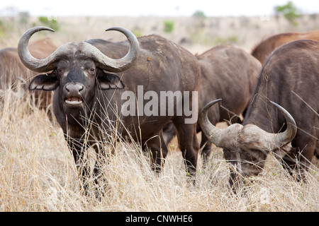 Un troupeau de bisons à Kruger National Park, Afrique du Sud Banque D'Images