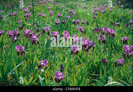 Iris de jardin, l'allemand, l'iris iris, fleur de lis, d'un drapeau (iris germanica), bloomin dans un pré, Italie, Pouilles, Pulia Banque D'Images