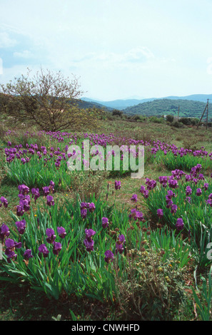 Iris de jardin, l'allemand, l'iris iris, fleur de lis, d'un drapeau (iris germanica), bloomin dans un pré, Italie, Pouilles, Pulia Banque D'Images