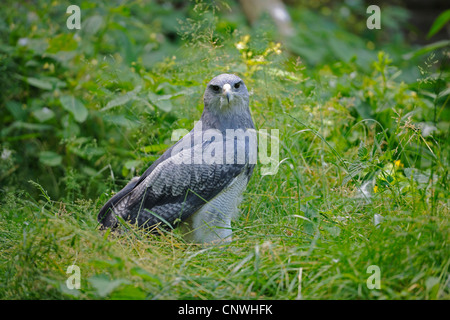 Black-chested-eagle buzzard (Geranoaetus melanoleucus), assis dans l'herbe Banque D'Images