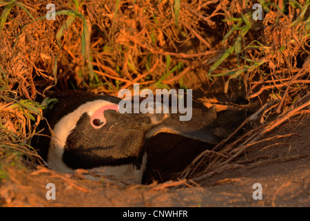 Jackass penguin, manchot, le putois (Spheniscus demersus), sur le site de sa tanière, Afrique du Sud, à l'Ouest Le Cap, Table Mountain National Park, Simons Town Banque D'Images