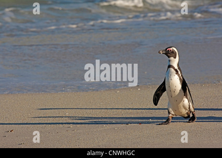 Jackass penguin, manchot, le putois (Spheniscus demersus), la marche sur la plage, Afrique du Sud, Western Cape, Parc National de Table Mountain, Simonstown Banque D'Images