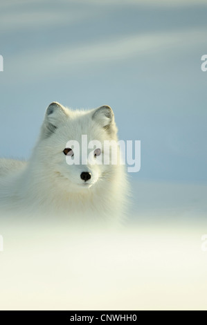 Le renard arctique, le renard polaire (Alopex lagopus, Vulpes lagopus), chiot dans la neige, la Norvège, l'Lauvsnes Banque D'Images
