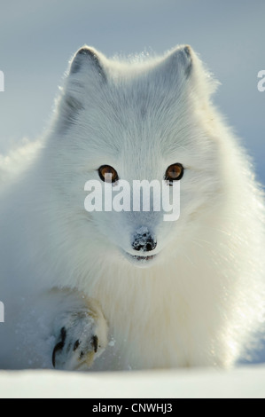 Le renard arctique, le renard polaire (Alopex lagopus, Vulpes lagopus), chiot dans la neige, la Norvège, l'Lauvsnes Banque D'Images