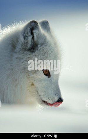 Le renard arctique, le renard polaire (Alopex lagopus, Vulpes lagopus), chiot dans la neige de lécher son nez, la Norvège, l'Lauvsnes Banque D'Images