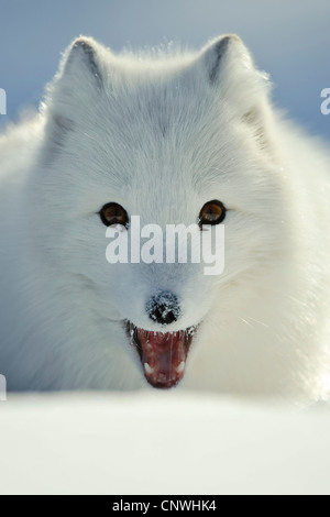 Le renard arctique, le renard polaire (Alopex lagopus, Vulpes lagopus), pup avec de la neige sur son nez, la Norvège, l'Lauvsnes Banque D'Images