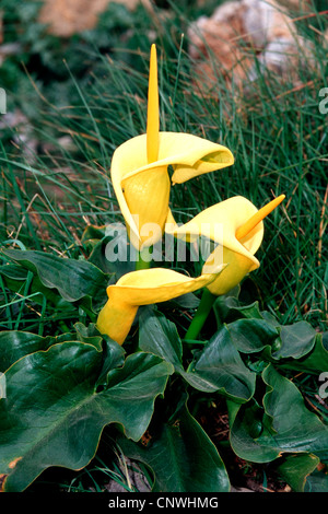 Arum creticum arum (Crète), Grèce, Crete, en fleurs Banque D'Images