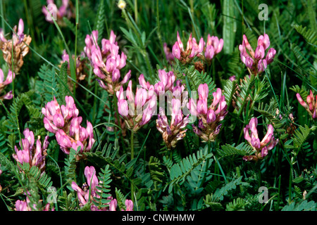 Astragale pourpre (Astragalus danicus), blooming Banque D'Images