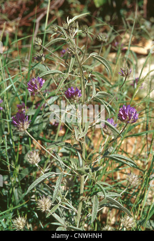 Arabian rhizoctone brun pois, pois, trèfle hauteur scurfy (Bituminaria bituminosa, Psoralea bituminosa), blooming, Grèce Banque D'Images