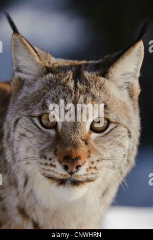 Le lynx eurasien (Lynx lynx), portrait, Norvège, Lauvsnes Banque D'Images