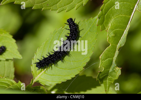 Peacock moth, Peacock (Inachis io, Nymphalis io), Caterpillar sur feuille d'ortie, d'alimentation, de l'Allemagne, la Bavière Banque D'Images