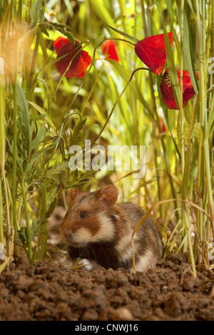 Hamster commun, black-bellied grand hamster (Cricetus cricetus), assis entre les lames du grain à côté d'une fleur de pavot commun, Allemagne Banque D'Images