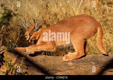 Le caracal (Felis caracal Caracal), sitting on a log, Afrique du Sud Banque D'Images