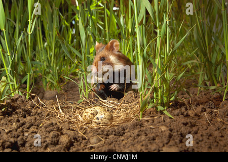 Hamster commun, black-bellied grand hamster (Cricetus cricetus), assis parmi les pales d'un oeuf de caille un nid, Allemagne Banque D'Images