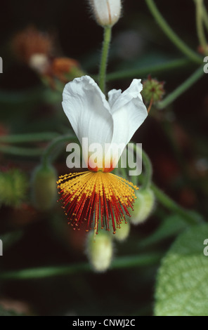 Le Chanvre, de l'Afrique de l'hémérocalle (Sparrmannia africana Chanvre africaine), fleur Banque D'Images