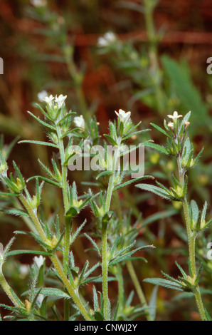 Grémil (Lithospermum arvense maïs, Buglossoides arvensis), la floraison, Allemagne Banque D'Images