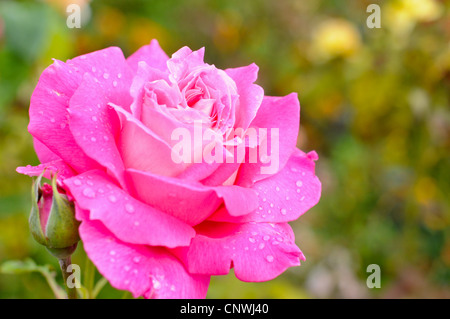 Une rose rose après une douche de pluie Banque D'Images