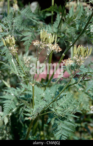 Sweet cicely, anis, Cicely, Myrrhis odorata cerfeuil (Espagnol), la fructification, Allemagne Banque D'Images