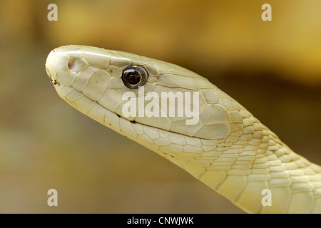 Le Mamba noir (Dendroaspis polylepis), portrait Banque D'Images