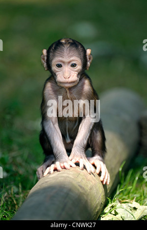 Singes de barbarie, barbary macaque (Macaca sylvanus), un bébé âgé de quelques semaines, assis sur un jeu Banque D'Images