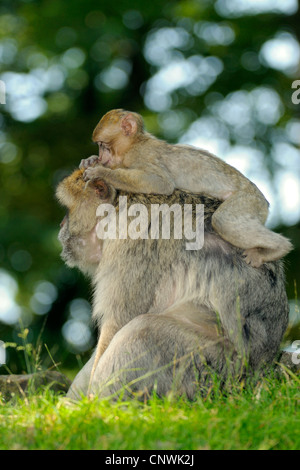 Singes de barbarie, barbary macaque (Macaca sylvanus), juvénile Banque D'Images