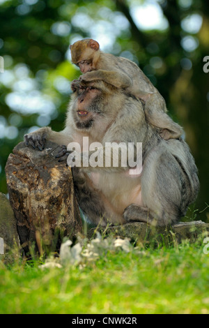 Singes de barbarie, barbary macaque (Macaca sylvanus), juvénile Banque D'Images