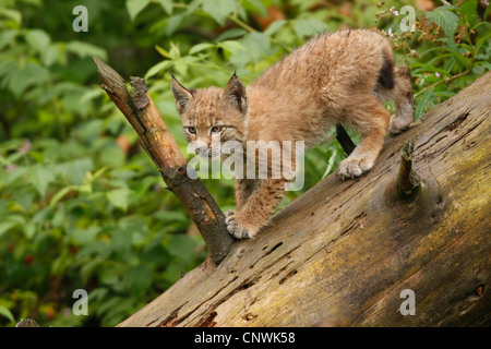 Le lynx eurasien (Lynx lynx), la pratique de l'escalade sur tronc mort Banque D'Images