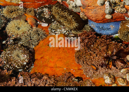 Les anémones de mer (Actiniaria), le monde sous-marin coloré avec des anémones de mer, des coquillages et, Afrique du Sud, Western Cape, la Réserve Naturelle de Robberg, Plettenberg Bay Banque D'Images