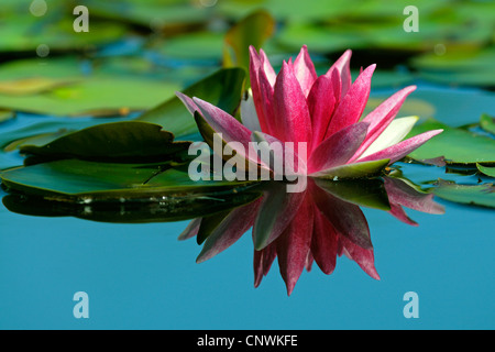 Nénuphar nénuphar (Nymphaea, spec.), la floraison, Allemagne Banque D'Images