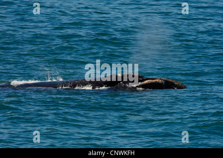 Baleine franche australe (Eubalaena australis, Balaena glacialis australis), nager à la surface de l'eau coup d'expulsion, Afrique du Sud, Western Cape Banque D'Images