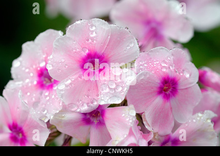 Fall phlox, phlox de jardin (Phlox paniculata), fleurs Banque D'Images