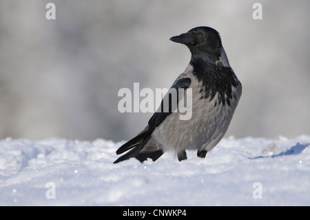 Hooded crow (Corvus corone cornix), en hiver, la Norvège Banque D'Images