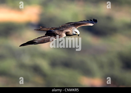 Milan noir, jaune-billed kite (Milvus migrans), voler, l'Espagne, l'Estrémadure Banque D'Images