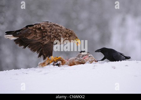 Pygargue à queue blanche (Haliaeetus albicilla), se nourrissent d'une carcasse de fox avec un hooded crow, Norvège Banque D'Images