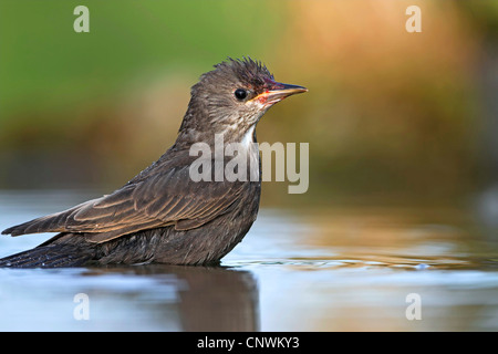 Étourneau sansonnet (Sturnus vulgaris), debout dans l'eau baignade, Allemagne, Rhénanie-Palatinat Banque D'Images