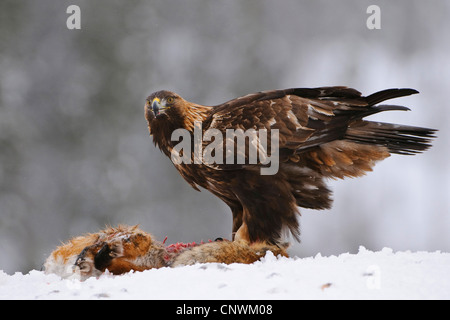 L'aigle royal (Aquila chrysaetos), assis sur les proies couché dans la neige traqués, Norvège Banque D'Images