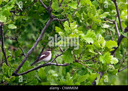 (Ficedula hypoleuca), assis dans un chêne, Grèce, Lesbos Banque D'Images