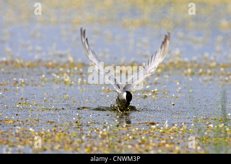 Guifette moustac (Chlidonias hybrida), capture d'un poisson d'eau peu profonde pendant le vol, la Grèce, Lesbos Banque D'Images