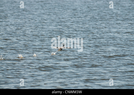 Purple Gallinule exécutant Flight Banque D'Images