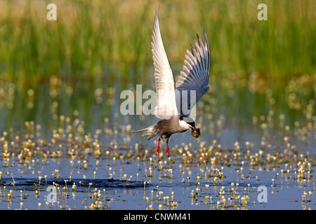 Guifette moustac (Chlidonias hybrida), ayant pris un poisson de l'eau peu profonde pendant le vol, la Grèce, Lesbos Banque D'Images