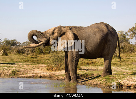 L'éléphant africain (Loxodonta africana), un point d'eau permanent un potable, le Botswana, le Parc National de Chobe, Savuti Banque D'Images