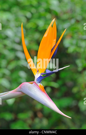 Crane fleur, fleur, oiseau de paradis (Strelitzia reginae piesang geel), fleur Banque D'Images