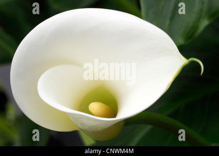 Calla Lily commun, Jack in the pulpit, magasin de fleurs, calla lily, égyptien (Zantedeschia aethiopica Arum, Calla aethiopica), inflorescence Banque D'Images